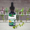 Nature's Answer - Euphraise Nature's Answer® - 3