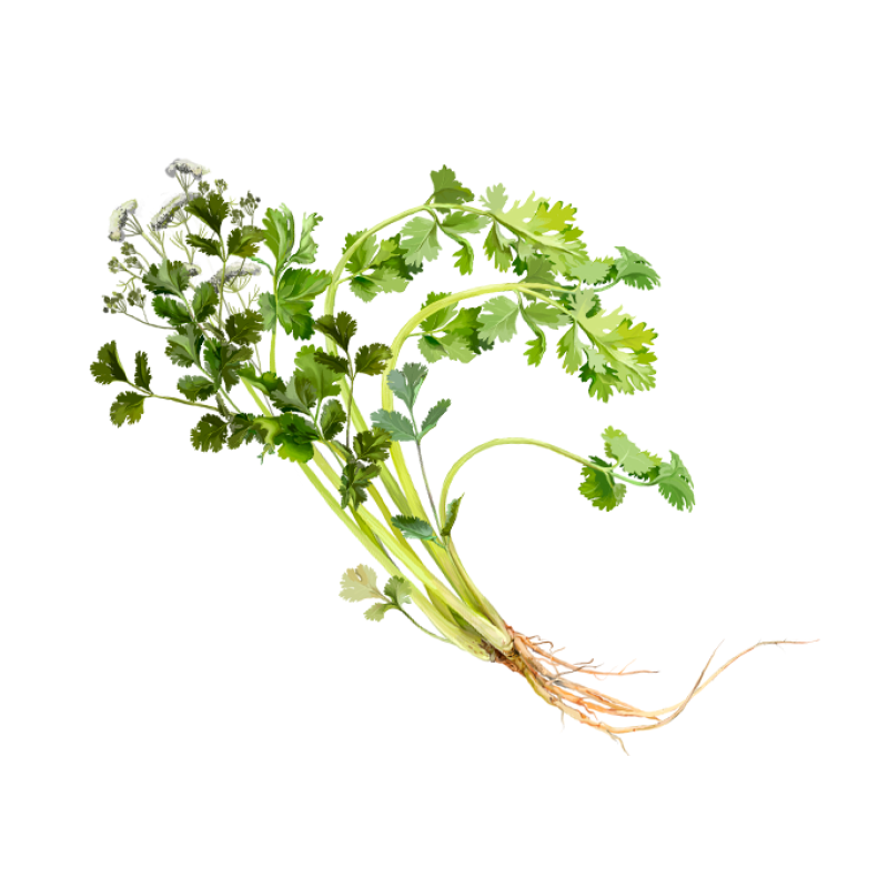 Huile Essentielle Coriandre (Cilantro) Oshadhi - 5 Ml - 100% Pure Et Naturelle - Livraison 5-8 Jours
