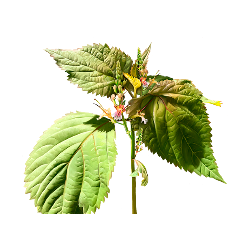 Collinsonia kameni korijen 60ml (Collinsonia Canadensis), Hawaii Pharm