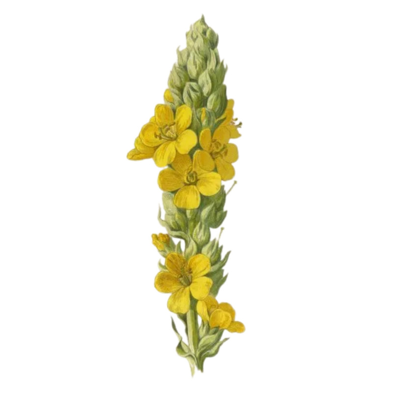 TÈ MULLEIN - Tè Biologico Mullein Leaf Verbascum Thapsus - Tè - Foto 6