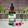 Nature's Answer - Echinacea (Echinacea purpurea / angustifolia) Nature's Answer® - 3